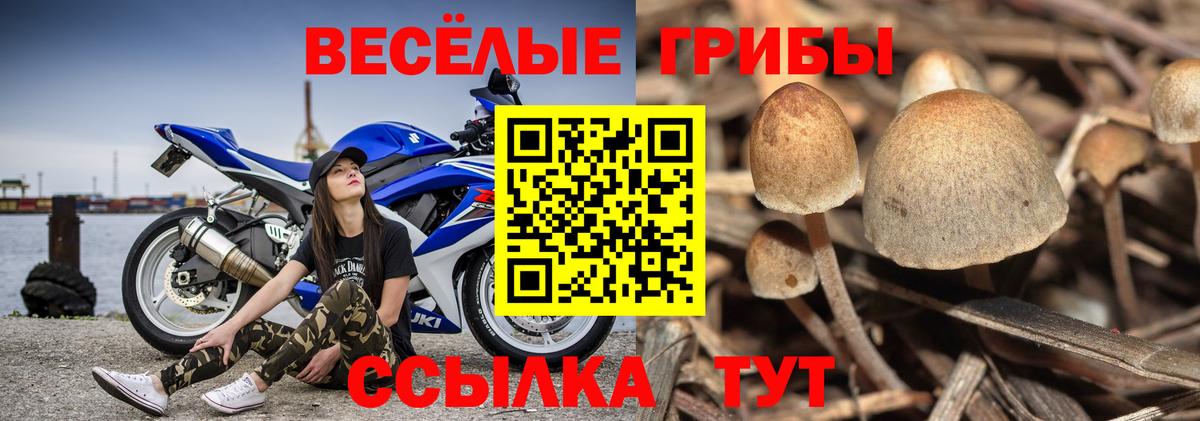 Дубна  Галлюциногенные грибы MAGIC MUSHROOMS  Вход с VPN 